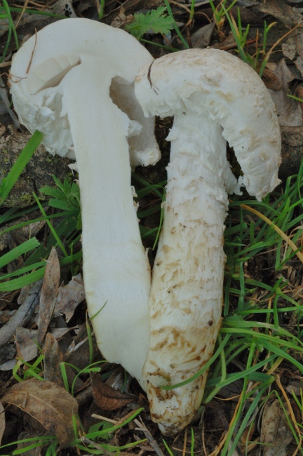 Amanita vittadinii